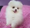 Pomeranian Male and Female Puppies