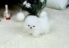 Best White Home Trained Pomeranian Puppy
