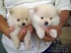 Adorable Pedigree Pomeranian Puppies Available