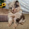 Astonished Pomeranian puppies Male and female.