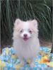 xxxxxxxxxx Priceless White Pedigree Pomeranian Puppy For Adoption