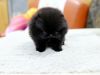 Affectionate Pomeranian Puppies For Sale