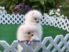 Pomeranian X Yorkshire Terrier Puppies