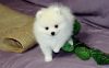 Super cute Pomeranian puppies for Sale