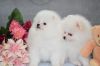 Stunning White Pomeranian Puppies(xxx) xxx-xxx0