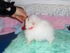 Tiniest Micro White Pomeranian Puppies Needs a New Family