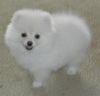 Beautiful Pomeranian Pups for sale
