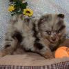 AKC registered Pomeranian puppies For Sale