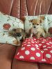 Pomeranian Cross Bichon Puppies For Sale
