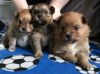 3 Pure Breed Pomeranian Puppies For Sale