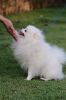 Stunning Pomeranian