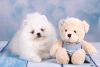 Cream Pomeranian Puppies
