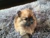 Boy Pomeranian Puppy For Sale