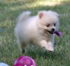 Super adorable Pomeranian Puppies For Sale
