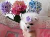 Adorable Pomeranian Puppies Available