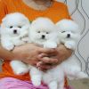 pomeranian puppies available for caring home