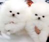 Cute Teacup Pomeranian puppies available