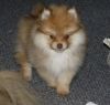 Top Quality Pomeranian Puppies For Sale
