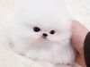 Affordable Teacup Pomeranian Puppies Ready Now