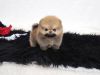 Affordable Teacup Pomeranian Available