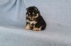 Black and tan pomeranian puppy male