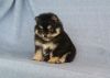 Tiny pure breed pomeranian puppy male