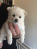 Beautiful Pomeranian Puppies Only 2left !!!