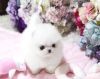 !!!Teacup Pomeranian Puppies Need A New Home Asap!!!