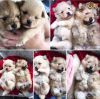 Adorable Pomeranian Puppies for sale