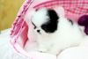 Micro Pomeranian Puppies For Sale