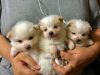 Pomeranian Teddy Bear Puppies