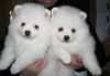 Perfect Tea-Cup Pomeranian Puppies