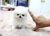 Rehoming Purebred Pomeranian Puppy with Microchip and pedigree