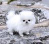 Affectionate and Affordable Teacup Pomeranian Puppies