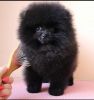 Lovely Pomeranian puppies for sale