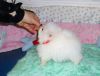 Adorable T-cup Pomeranian Puppies For Adoption...