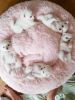 Adorable Pomeranian Puppies For Adoption