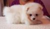 Adorable T-cup Pomeranian Puppies For Adoption