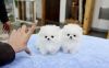 Home raised Micro Teacup Pomeranian puppies