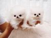 Adorable T-cup Pomeranian Puppies For Adoption..