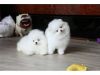 2 Gorgeous White Pedigree Pomeranian Baby Girls Share Tweet +1 Pin it