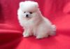 Beatiful Kc Registered White Pomeranian Puppies