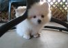 Home Raised Toy White Pomeranian Puppies Text