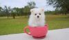 Potty Trained Teacup Pomeranian Puppies