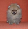 Healthy Pomeranian puppies For Sale