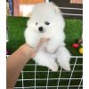 Purebred Pomeranian Puppies for Sale