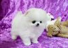 Male And Female Pomeranian Puppies