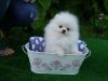 Stunning Kc Registered Pomeranian Puppies