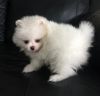 Pure breed Pomeranian puppy for sale xxxxxxxxxx
