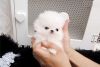 Beautiful home trained tcup Pomeranian Puppies